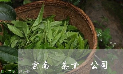 云南 茶业 公司/2023041315258